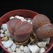 Lithops sp. 01