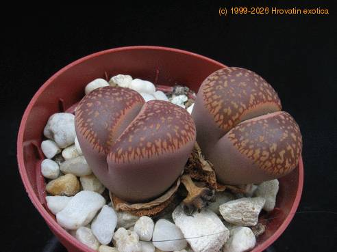 Lithops sp. 01