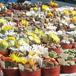 Lithops sp. 02