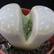 Lithops sp. 03