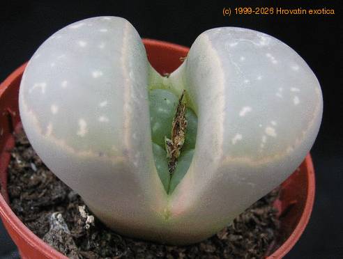 Lithops sp. 03