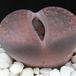 Lithops sp. 04