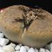 Lithops sp. 05