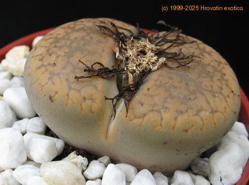 Lithops sp. 05