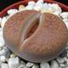 Lithops sp. 06