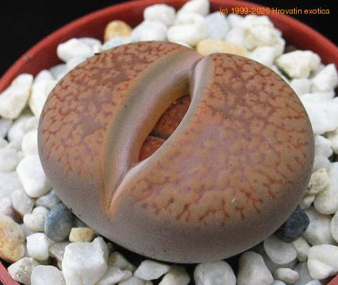 Lithops sp. 06