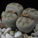 Lithops sp. 07