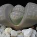 Lithops sp. 08
