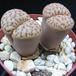 Lithops sp. 09