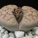 Lithops sp. 10
