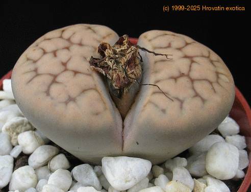 Lithops sp. 10