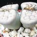 Lithops sp. 11