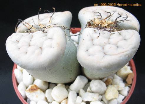 Lithops sp. 11