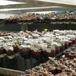 Lithops sp. 12