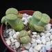 Lithops sp. 13