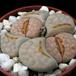 Lithops sp. 14
