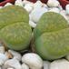 Lithops sp. 15