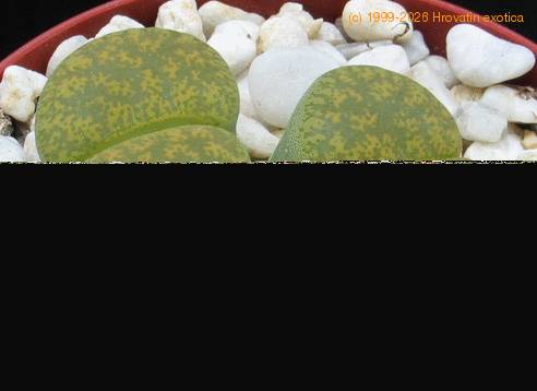 Lithops sp. 15