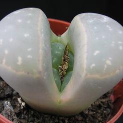 Lithops species