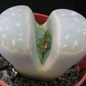 Lithops species