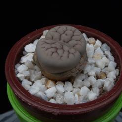Lithops urikosensis