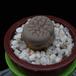 Lithops urikosensis MOP