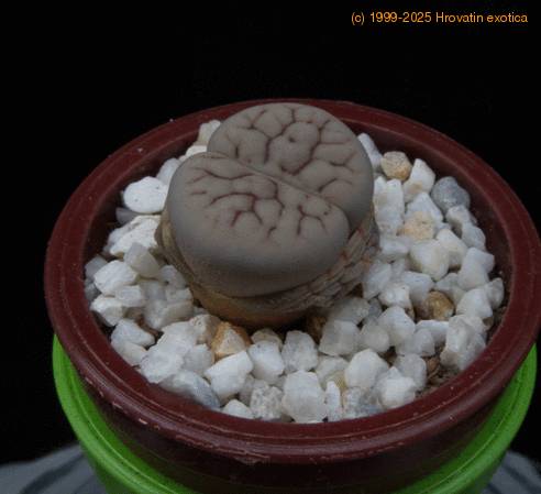 Lithops urikosensis MOP