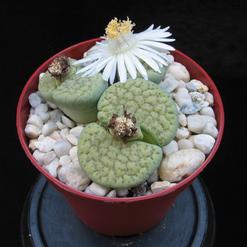 Lithops verruculosa