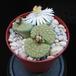 Lithops verruculosa