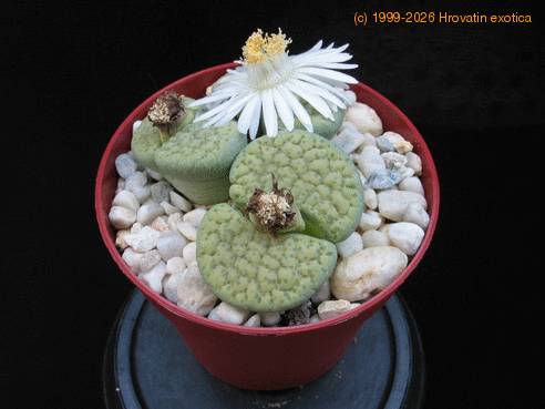 Lithops verruculosa