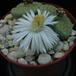 Lithops verruculosa flo