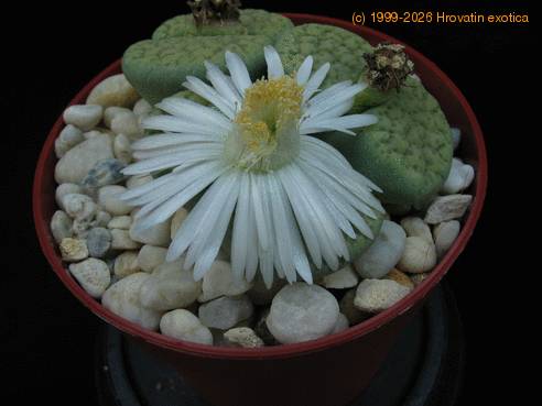 Lithops verruculosa flo