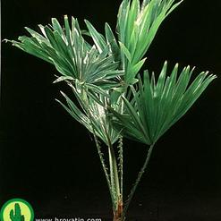 Livistona australis
