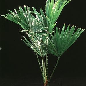 Livistona rotundifolia