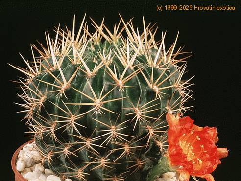 Lobivia acanthoplegma-569