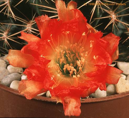 Lobivia acanthoplegma-570