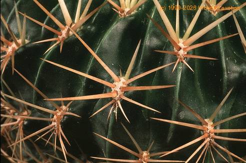 Lobivia acanthoplegma-571