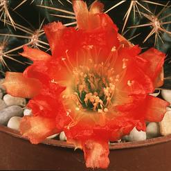 Lobivia acanthoplegma