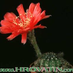 Lobivia arachnacantha v. densiseta