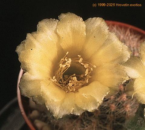 Lobivia aurea v quinesensis-858