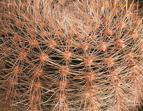 Lobivia aurea v quinesensis-859