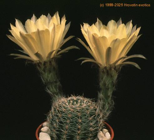 Lobivia famatimensis-5720