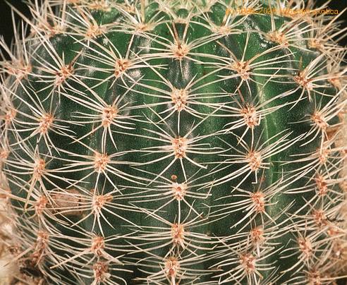 Lobivia famatimensis-574