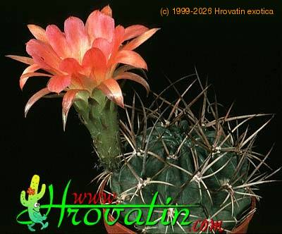 Lobivia haematantha v hualfinensis 339