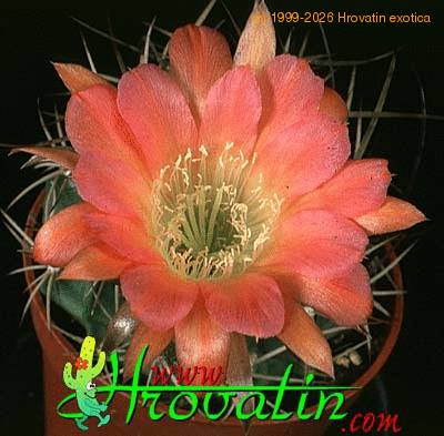 Lobivia haematantha v hualfinensis flower 340