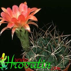 Lobivia haematantha v. Hualfinensis