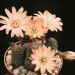 Lobivia hybrid