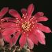 Lobivia pusilla-897