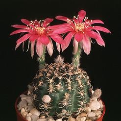 Lobivia pusilla
