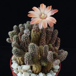 Lobivia pygmaea